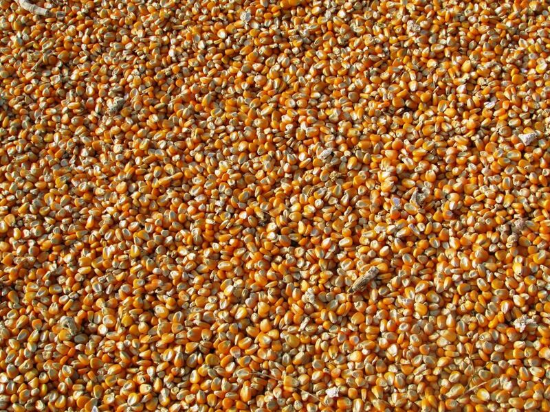 Corn kernels - via CC0 Public Domain